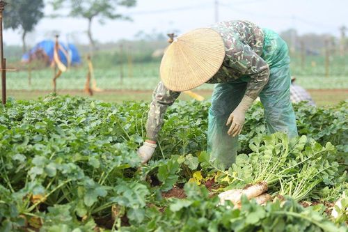 Nông nghiệp phía Bắc vượt sóng gió, tăng trưởng ngoạn mục