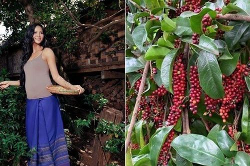 'Hoa hậu nghèo nhất Việt Nam' khoe loài cây tuổi thơ, quả giàu chất chống oxy hóa, trồng một cây nhà không giàu cũng có phúc khí