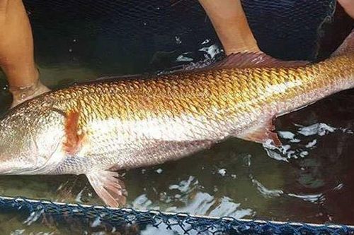 Một loại cá có ở Việt Nam được cả thế giới 'săn lùng': 1kg bong bóng giá hơn 1 tỷ đồng, ngư dân bắt được 1 con là đủ ăn cả đời