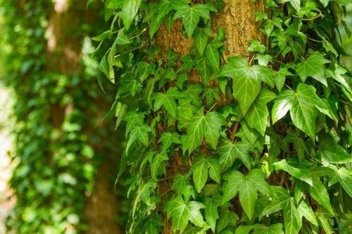 Ý nghĩa đuổi tà và xua âm khí của cây thường xuân, cách trồng và cách chăm cây luôn xanh tốt, nở hoa