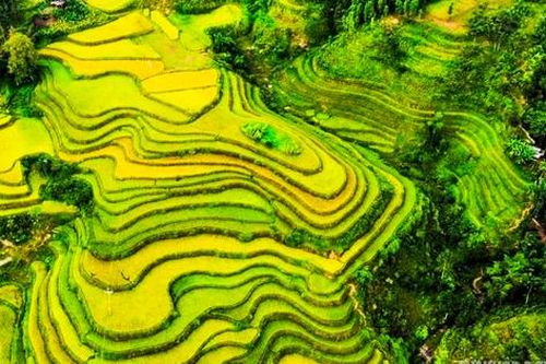Mùa vàng Hoàng Su Phì bình yên giữa non cao Tây Côn Lĩnh