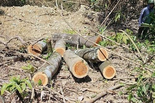 Thanh Hóa: Phạt gần 67 triệu đồng về hành vi khai thác, phá rừng trái pháp luật