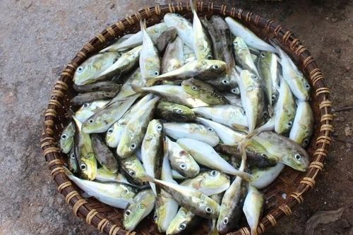 Ăn lẩu cá nóc, một người tử vong, hai người nhập viện