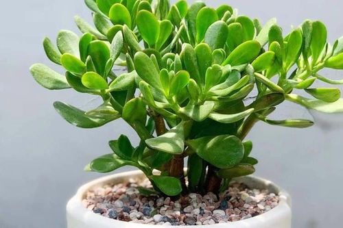 Trồng đúng năm loại cây ban công giúp gia chủ khỏe mạnh giàu sang
