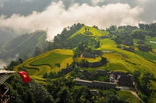 Ngắm mùa vàng Hoàng Su Phì, chọn tour hay tự túc để trải nghiệm trọn vẹn?