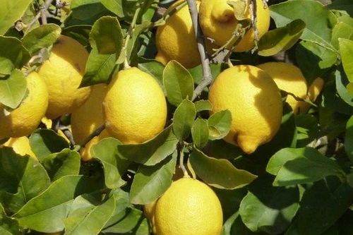 Loại quả chua thanh giúp tăng sức đề kháng, nuôi dưỡng làn da từ bên trong