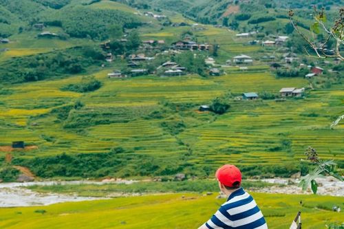 Say đắm mùa lúa chín trên triền núi Lào Cai