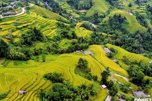 Ngắm mùa lúa chín Hoàng Su Phì trên dãy Tây Côn Lĩnh