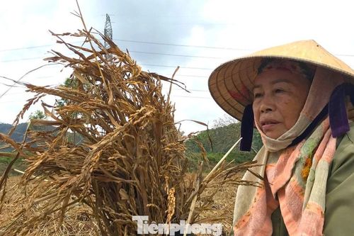 Nông dân bất lực nhìn cánh đồng lúa sắp chín thối rữa sau mưa lũ