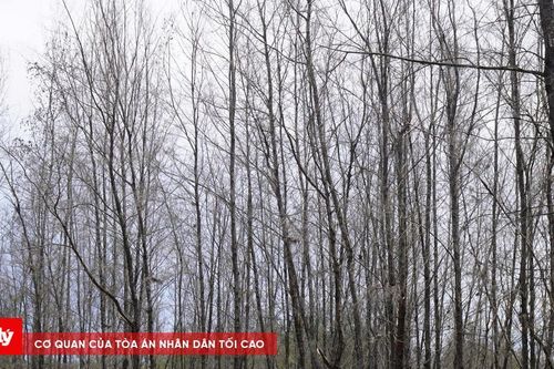 Rừng dương ven biển Gia Lai chết khô hàng loạt, người dân lo mất 'lá chắn' gió bão