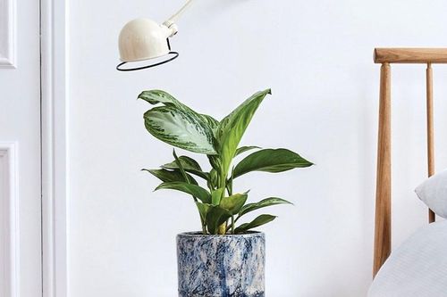 Cách trồng và ý nghĩa phong thủy của cây bạch mã hoàng tử