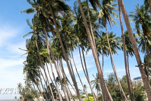 Chiêm ngưỡng vẻ đẹp của những rặng dừa hơn 100 năm tuổi bên biển Mũi Né