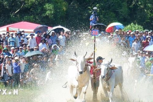 Tưng bừng Hội đua bò Bảy Núi tỉnh An Giang năm 2025