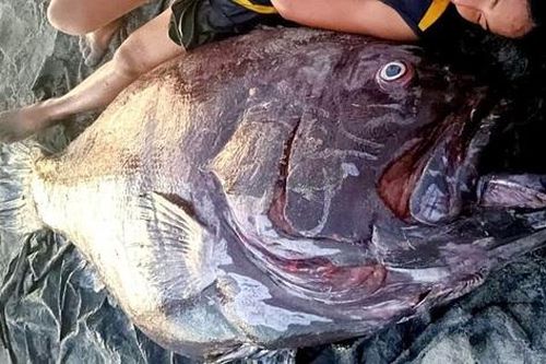 Ngư dân bắt được cá mú khổng lồ nặng 141 kg trên biển