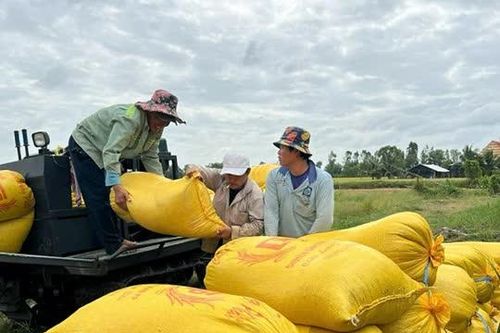 Cà Mau: Lúa lại 'được mùa rớt giá'