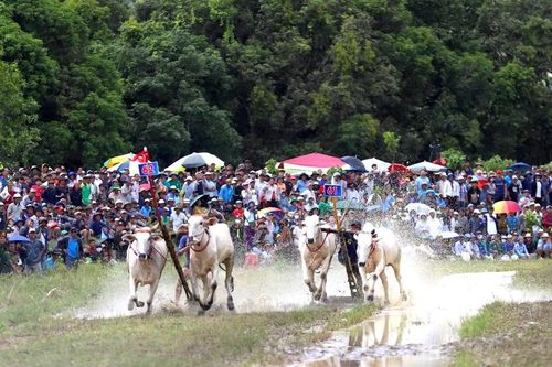 Sôi nổi ngày hội đua bò Bảy Núi