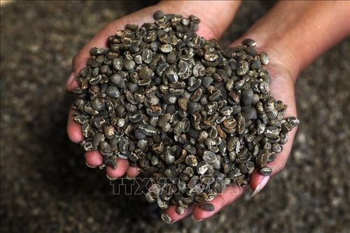 Nghị sĩ Mỹ trình dự luật miễn thuế nhập khẩu cho cà phê
