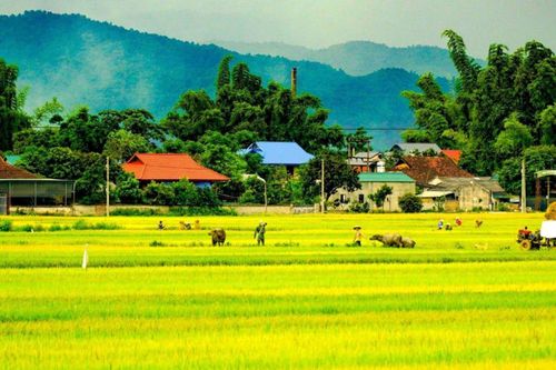 Vẻ đẹp mê hoặc của 'tứ đại cánh đồng' Tây Bắc mùa lúa chín