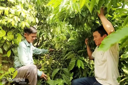 Kỳ vọng vụ cà phê 'ngọt'