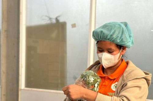 Rau sạch Bắc Gia Nghĩa tìm hướng xuất khẩu