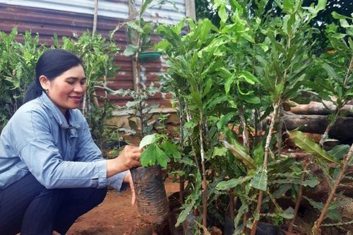 Trồng mắc ca trên đất rừng mang lại đa lợi ích