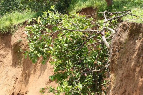 Nhiều điểm sạt lở nghiêm trọng tại Cát Tiên 2