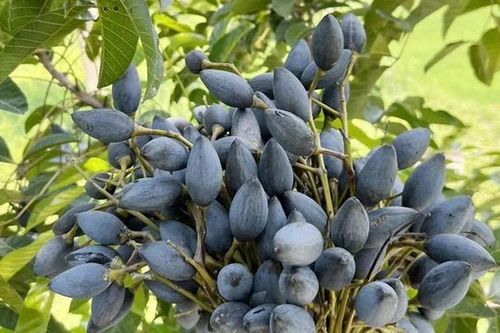 Trám đen - 'Lộc trời' ở Hoàng Vân