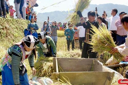 Sôi động thi gặt lúa trên ruộng bậc thang