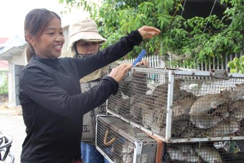 Nghệ An: Cuộc sống đổi thay nhờ việc săn loài 'gặm nhấm'