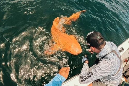 Phát hiện cá mập màu cam 'có một không hai' khiến giới khoa học kinh ngạc