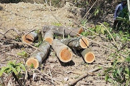 Lợi dụng thời tiết sau mưa bão, người đàn ông khai thác trái phép 6,893m3 gỗ
