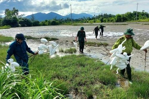 Tháo dỡ 'thiên la địa võng', bảo vệ chim hoang dã mùa di cư