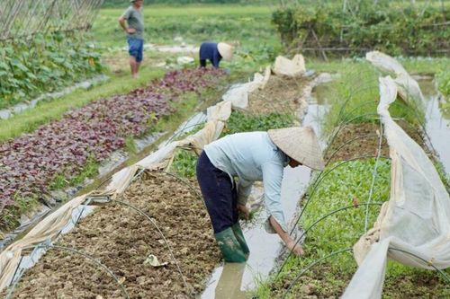 Tái sản xuất, bảo đảm nguồn cung rau xanh cho thị trường