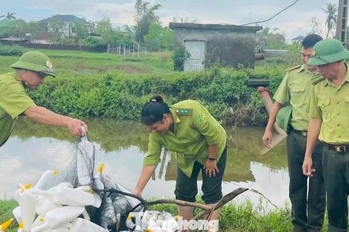 Tháo dỡ 'thiên la địa võng', ma trận bẫy chim mùa di cư