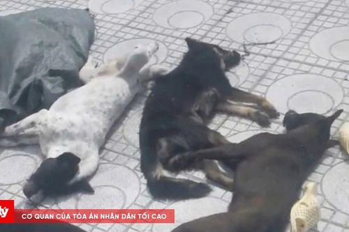 Truy bắt 2 tên trộm chó liều lĩnh