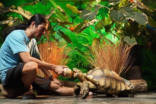 Người đàn ông ở Hà Nội nuôi thú cưng 'khổng lồ', mỗi bữa tốn vài cân thức ăn