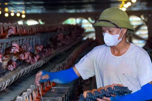 Nông dân Hà Tĩnh điều hành cả trang trại 15.000 con gà bằng một cú chạm
