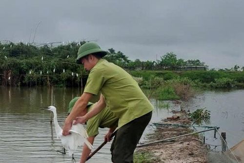 Hàng loạt bẫy chim trên đồng ruộng Nghệ An bị tháo gỡ, tiêu hủy