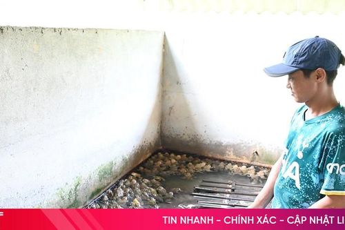 Nuôi ếch Thái Lan mở hướng làm giàu ở vùng biên giới