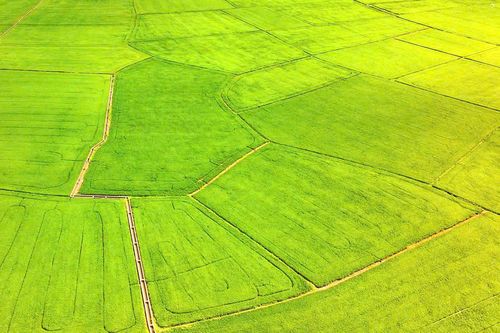 TP Hồ Chí Minh: Du khách đổ về cánh đồng lúa An Nhứt săn ảnh đẹp