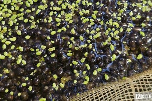 Người nông dân nuôi con đặc sản 'hiền như đất' trong ao, thu tiền tỷ mỗi năm