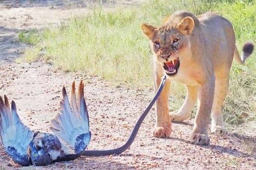 Đại bàng tử chiến rắn mamba đen, sư tử bất ngờ chen ngang và cái kết khó tin
