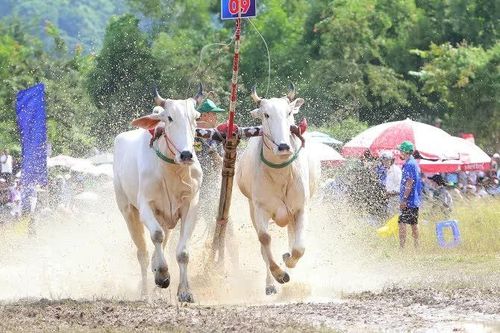 Đua bò Bảy Núi: Nâng tầm thương hiệu văn hóa - du lịch An Giang