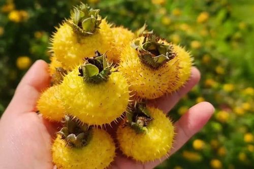 Loại quả đầy gai trông như cây dại, bổ hơn cam gấp 100 lần, ở Việt Nam bán nhiều