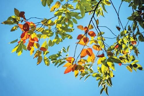 Nắng về miền nhớ