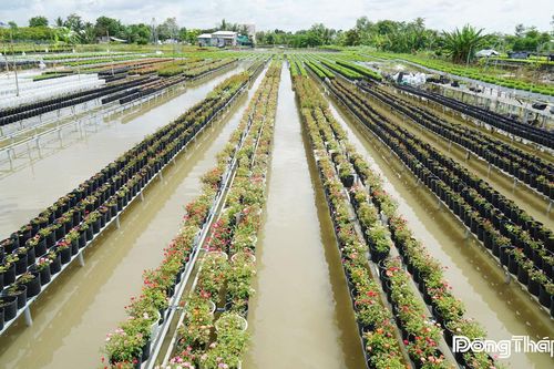 Làng hoa Sa Đéc: Thời tiết thuận lợi cho vụ hoa Tết