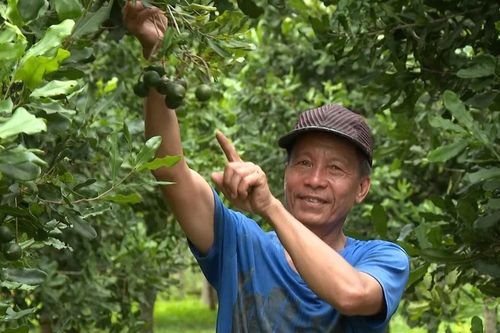 Cây mắc ca giúp nông dân Vĩnh Sơn thoát nghèo bền vững