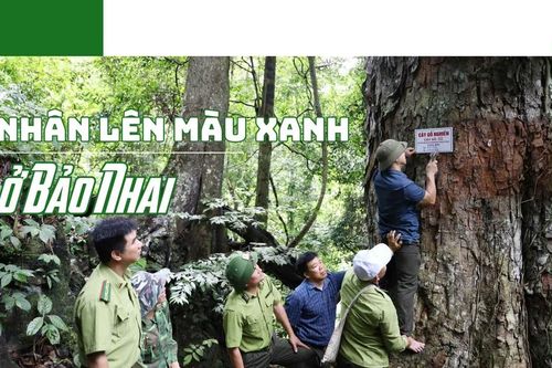 Nhân lên màu xanh ở Bảo Nhai