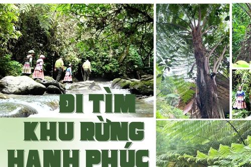 Đi tìm khu rừng hạnh phúc