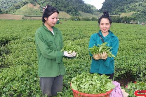 Đoàn kết xây dựng nông thôn mới
